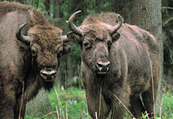 Viaje por la naturaleza en el noreste de Polonia