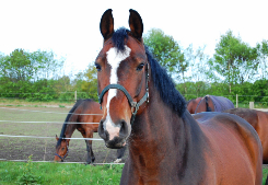 Paseos a caballo en las montañas Beskidy o en las inmediaciones de Cracovia.